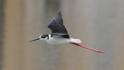 J01_2320 Black-winged Stilt.JPG